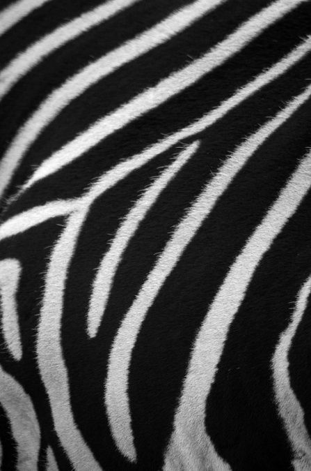 Zebra Skin